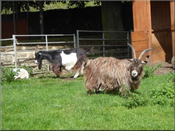 Goats at West Bolton farm
